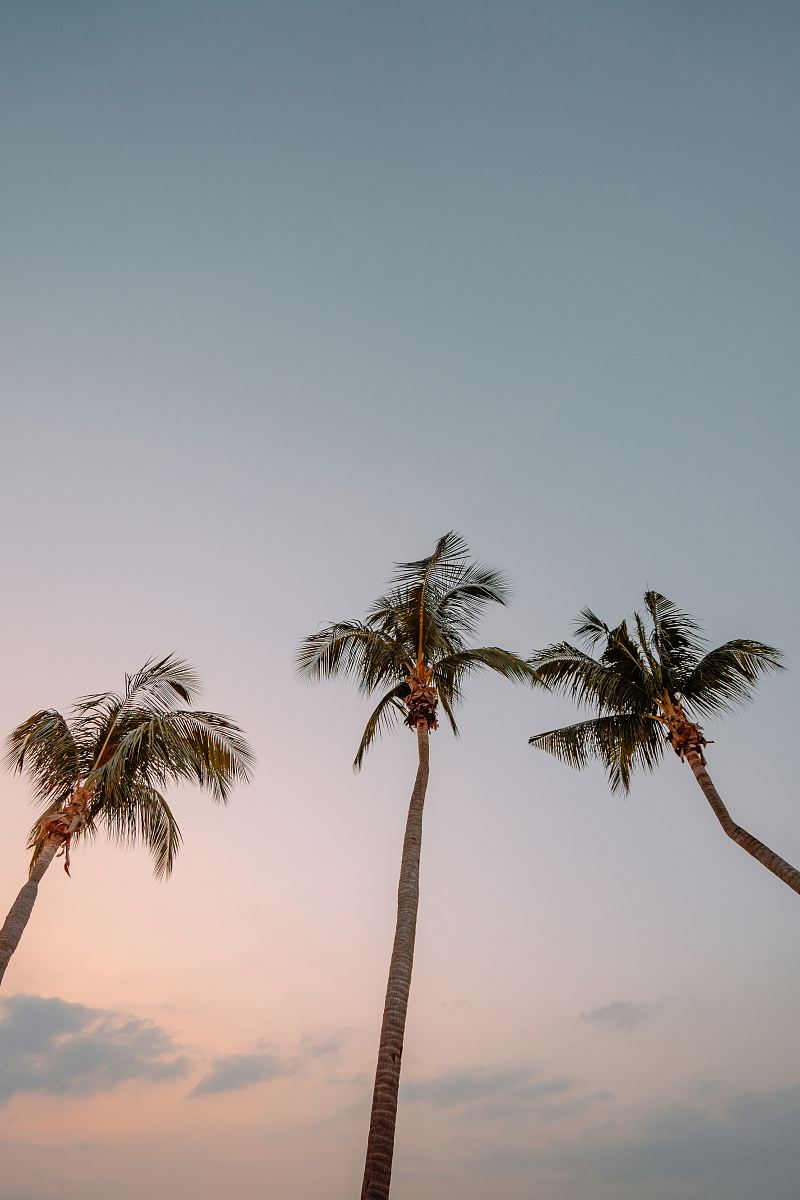 low angle photography of three coconut trees